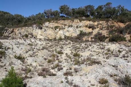 le spot à drosophillum maquis et chènes lièges au dessus de la carrière le spot à drosophillum maquis et chènes lièges au dessus de la carrière
