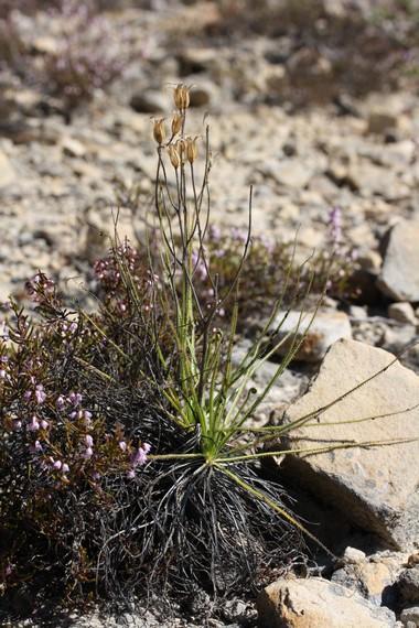 drosophillum adulte ayant déjà fleuri