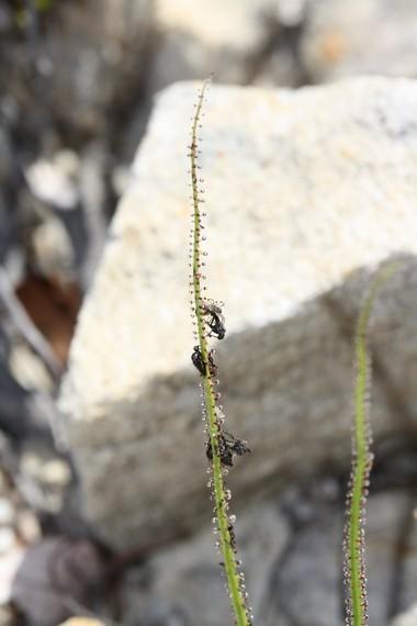 une plante affamée une plante affamée!