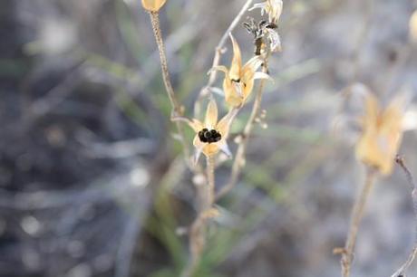 graines drosophillum Les graines dans la cosse ouverte sont prêtes à être disséminées