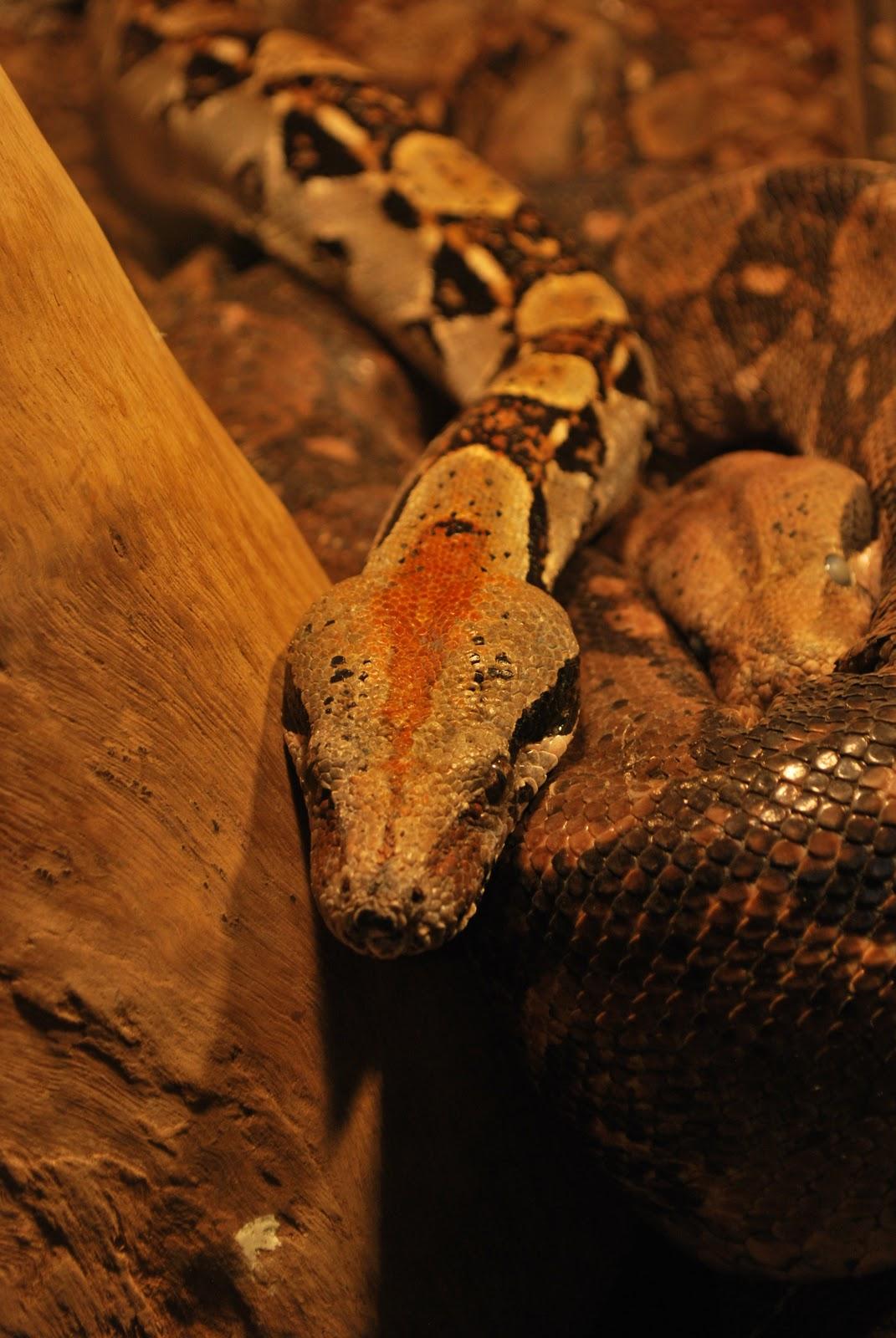 Bye bye Fortuna! Bonjour Monteverde!