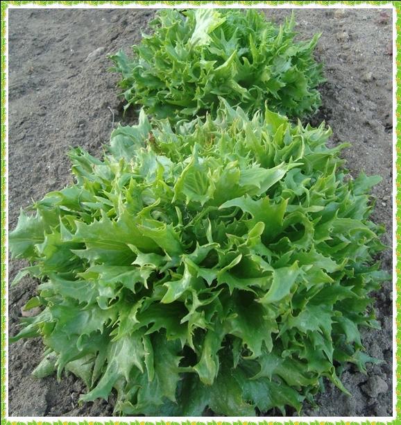 La reine des glaces à la motte