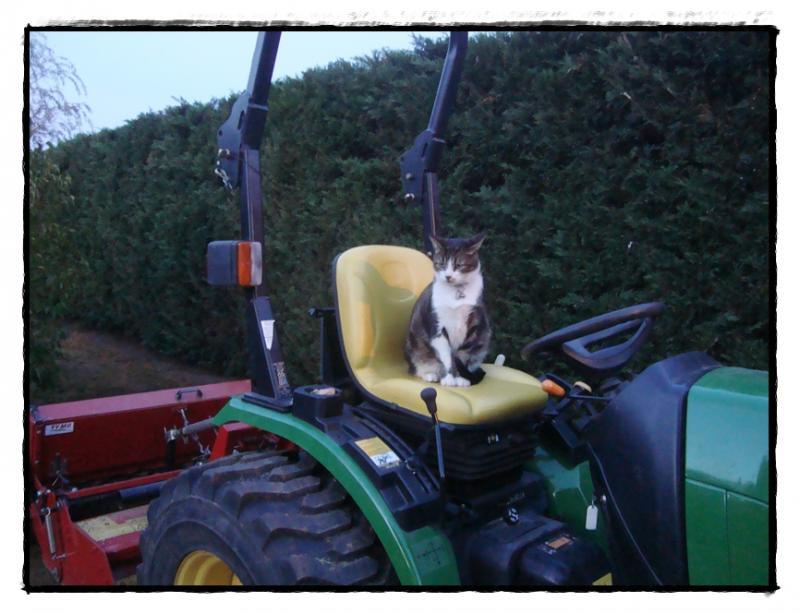 Nouveau gazon dans le jardin, octobre 2011