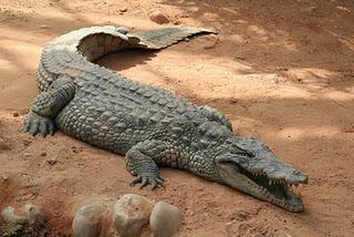 Je veux un cœur de crocodile !