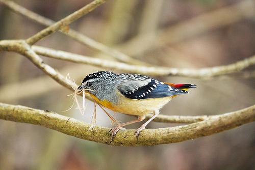 Le Bouddi National Park