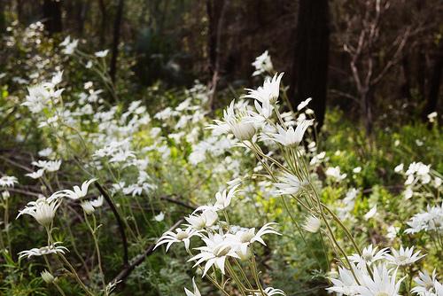 Le Bouddi National Park