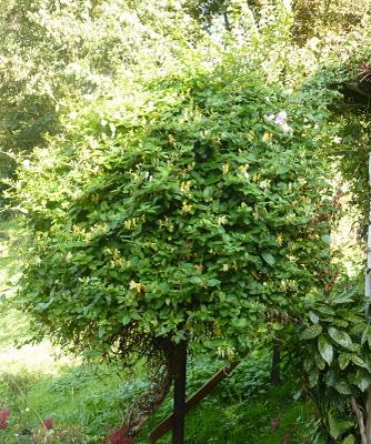 Me voilà de retour au jardin.L'automne avance et c'est la...