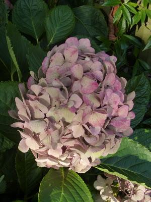 Me voilà de retour au jardin.L'automne avance et c'est la...