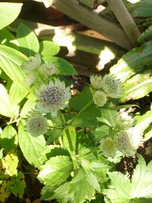 Me voilà de retour au jardin.L'automne avance et c'est la...