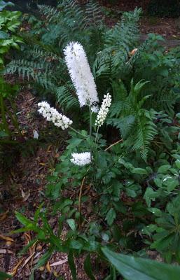 Me voilà de retour au jardin.L'automne avance et c'est la...