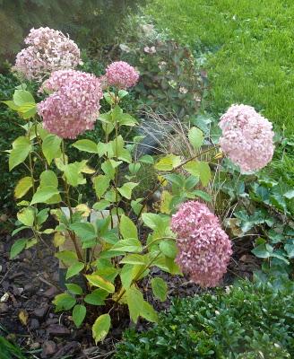Me voilà de retour au jardin.L'automne avance et c'est la...