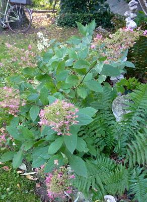 Me voilà de retour au jardin.L'automne avance et c'est la...