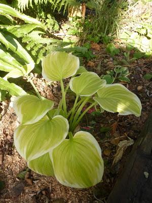 Me voilà de retour au jardin.L'automne avance et c'est la...