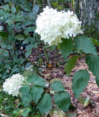 Me voilà de retour au jardin.L'automne avance et c'est la...