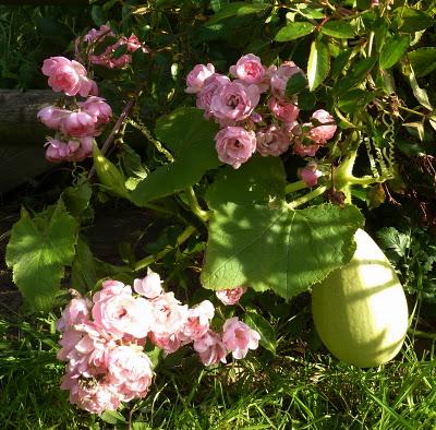 Me voilà de retour au jardin.L'automne avance et c'est la...