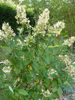 Me voilà de retour au jardin.L'automne avance et c'est la...