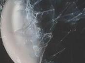 Droplets motion expérimental signé Simon Fiedler