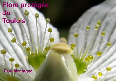 Flore protégée du Toulois