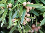 Taxus baccata, fleurs mâles