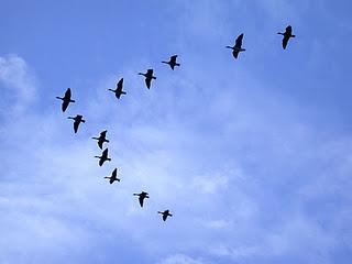 Militaires, oiseaux migrateurs et management