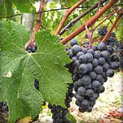 Les cépages des vins de Bordeaux
