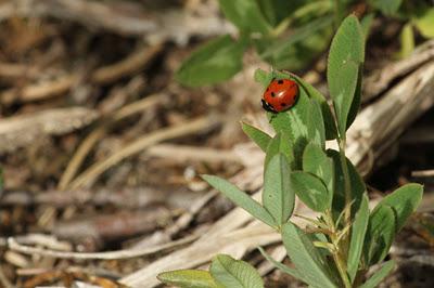 Bois de Pierre-la-Treiche aux couleurs de l'automne