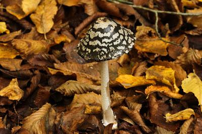 Bois de Pierre-la-Treiche aux couleurs de l'automne