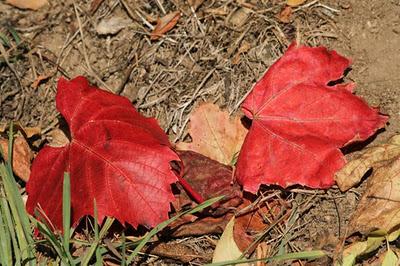 Bois de Pierre-la-Treiche aux couleurs de l'automne