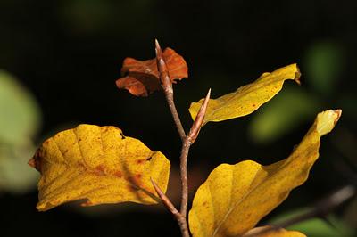 Bois de Pierre-la-Treiche aux couleurs de l'automne