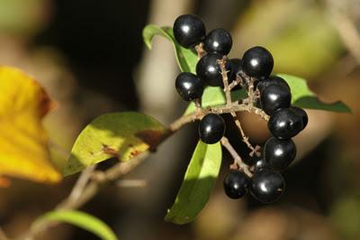 Bois de Pierre-la-Treiche aux couleurs de l'automne