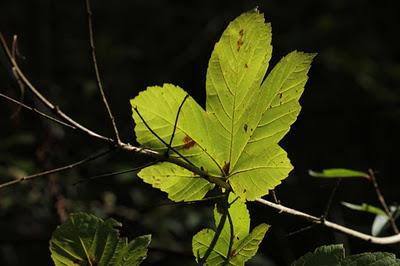 Bois de Pierre-la-Treiche aux couleurs de l'automne