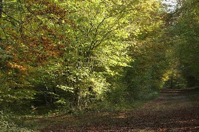 Bois de Pierre-la-Treiche aux couleurs de l'automne