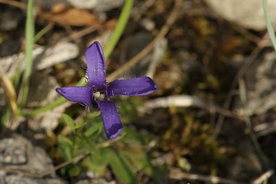 Bois de Pierre-la-Treiche aux couleurs de l'automne