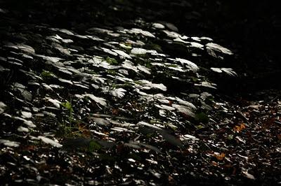 Bois de Pierre-la-Treiche aux couleurs de l'automne