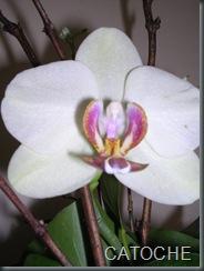 MOGETTES A LA TOMATE croquettes de sardine, gâteau à la pomme et de semoule 026