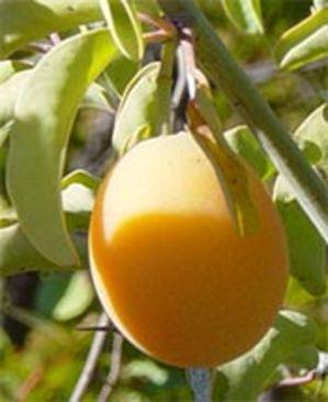 Ximenia_fruit