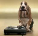 Beat Box Chien