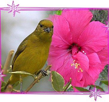 oiseau-et-ibiscus-rose.jpg