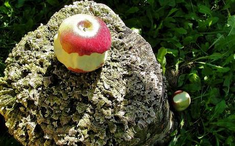 Célébrons l'automne et la gourmandise !!! DSC04103