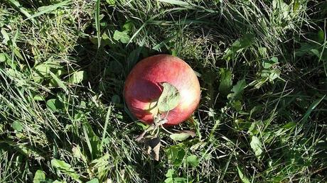 Célébrons l'automne et la gourmandise !!! DSC04076