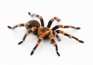 CANCER du SEIN : Une araignée et son venin livrent une toxine thérapeutique – American Chemical Society
