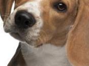 PUNAISES lits: flair d’une chienne beagle pour mieux détecter Réseau
