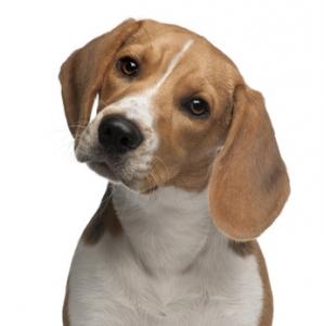 PUNAISES de lits: Le  flair d’une chienne beagle pour mieux les détecter – Réseau CHU