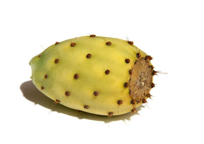 Prickly pear figue barbarie