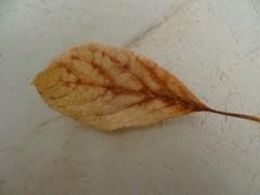 nature,saisons,automne,poésie,poèmes