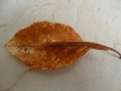 nature,saisons,automne,poésie,poèmes