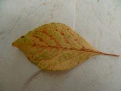 nature,saisons,automne,poésie,poèmes