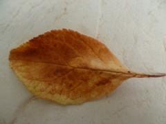 nature,saisons,automne,poésie,poèmes