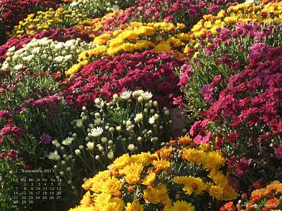 Plate-bandes de chrysanthèmes, avenue Foch - Fond d'écran de novembre 2011, avec et sans calendrier