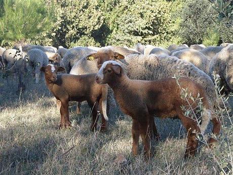 Doux comme des Agneaux ... AGNEAUX (3)-copie-1